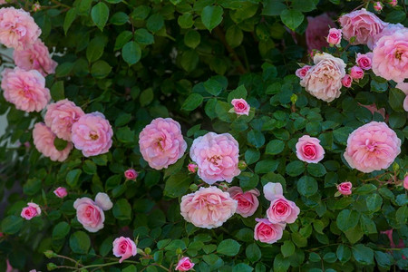 玫瑰banner摄影照片_粉红色的玫瑰，美丽的自然背景