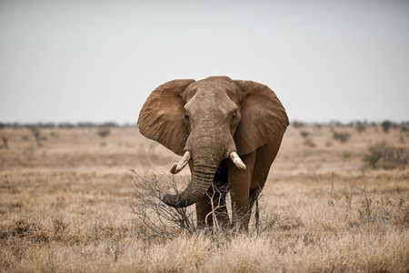 一个美丽的镜头非洲象在草原领域。美丽的拍摄非洲象在稀树草原领域