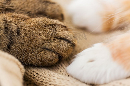 宠物和卫生概念-毛毯上的两只猫的爪子的特写。毛毯上两只猫的爪子特写