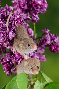 可爱的收获小鼠micromys minutus在粉红色花叶子与中性绿色自然背景