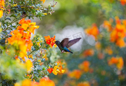 中美洲哥斯达黎加的五彩蜂鸟