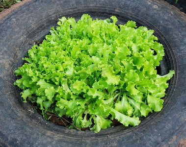 在轮胎里种植生菜沙拉