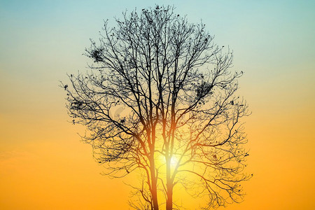 美丽的日出或日落与树枝站在太阳的前景在早晨/日落树概念