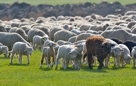 日落时分，春天田野上成群的绵羊和羔羊