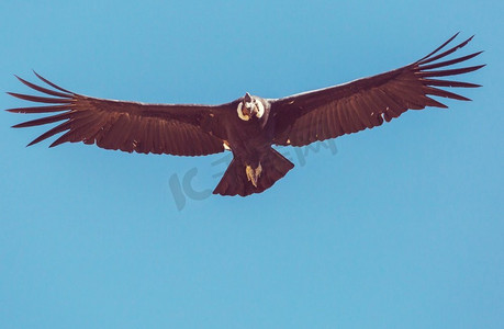 正宗黄焖鸡摄影照片_秘鲁科尔卡峡谷中的飞鹰
