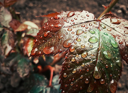 玫瑰叶子上露珠的特写插图。雨后清新的背景