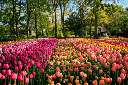 荷兰船只油画摄影照片_ 花卉，荷兰，荷兰，花园