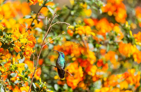 中美洲哥斯达黎加的五彩蜂鸟