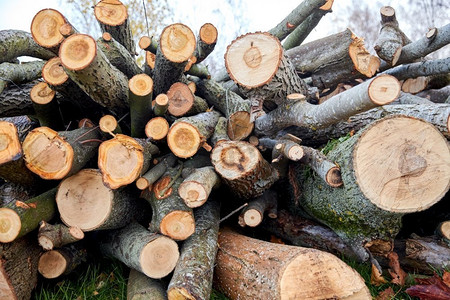 砍伐树木摄影照片_自然、木材和环境概念—秋季户外砍伐树木或原木的树干。秋天在户外砍伐的树干或原木
