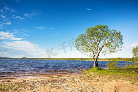 尔雅泡芙字体摄影照片_湖边的孤树。阳光明媚的乡村风光。度假时放松的地方。白俄罗斯的塞尔雅瓦湖