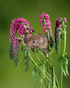 握鼠标摄影照片_可爱的收获小鼠micromys minutus在红色花卉叶子与中性绿色自然背景