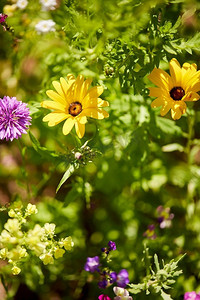 植物花卉摄影照片_园艺，植物学和植物学概念—美丽的田野花卉在夏季花园。美丽的田野花卉在夏季花园