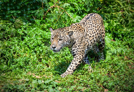 老虎豹美洲虎动物野生动物狩猎/美丽的美洲虎走在丛林寻找食物跟踪跟随它的猎物在森林国家公园