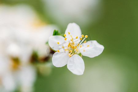 春天的白梅树花