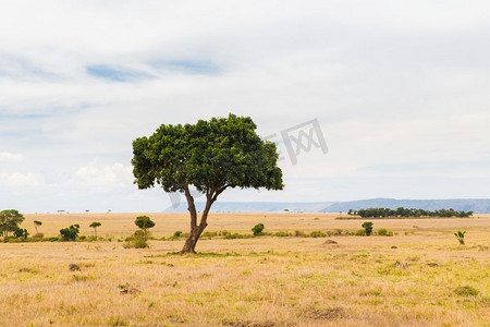 自然，景观和野生动物的概念-非洲马赛马拉国家级自然保护区稀树草原的相思树。非洲大草原上的相思树