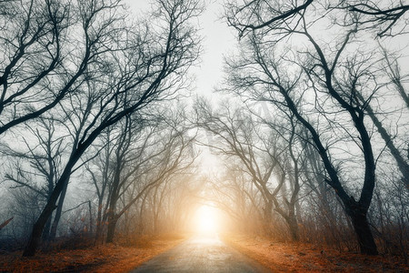 道路穿过可怕的神秘森林与黄色的光在雾在秋天。魔法树大自然朦胧景观