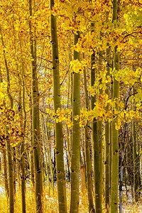 季节变换，美国科罗拉多州初雪和秋天的白杨树。