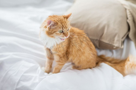 宠物和卫生概念--红色的猫猫在家里的床上。家里的红猫猫躺在床上