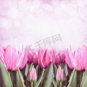 春天背景边框摄影照片_带有粉色郁金香和波克照明的春天背景，前视图，边框