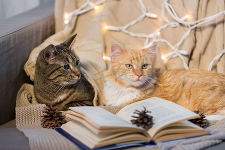 宠物，圣诞节和卫生概念-冬天，两只猫躺在家里的沙发上看书。家里有两只猫躺在沙发上看书