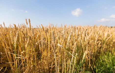 自然，夏季，收获和农业概念—谷物领域与成熟的小麦小穗。有成熟小麦小穗的谷物地