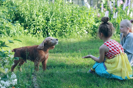 宠物的家庭摄影照片_儿童与狗玩耍/女孩抚摸狗、猎犬、友谊宠物、夏天的乐趣、家庭