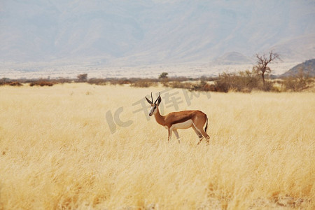 非洲纳米比亚埃托沙国家公园的Springbuck。Safari概念背景