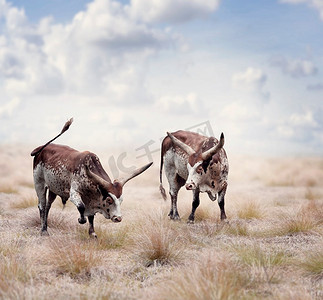 掌舵摄影照片_棕色和白色的长角牛在田野里掌舵。棕色和白色长角牛