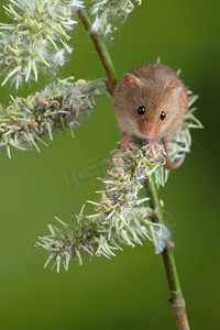 可爱的收获小鼠micromys minutus在白色花叶子与中性绿色自然背景