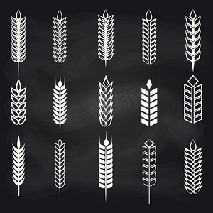 矢量麦穗摄影照片_黑板上的麦穗。黑板上的小麦、黑麦和大麦穗。矢量农业元素农场，面包店，啤酒等