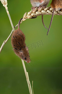 可爱的收获小鼠micromys minutus在麦秆与中性绿色自然背景