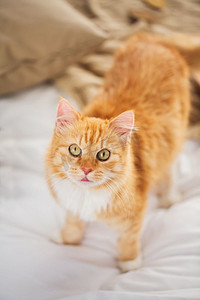 宠物和hygge概念—红花斑猫在家里的床上。红斑猫在家里的床