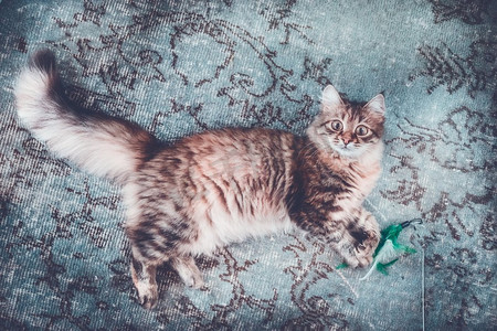侧躺摄影照片_在蓝色地毯上的年轻毛茸茸的猫躺在他的身边，看着相机。西伯利亚猫生活