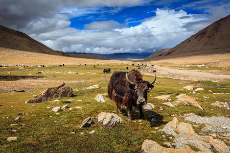 在喜马拉雅山吃草的牦牛。印度查谟和克什米尔拉达克。喜马拉雅山的牦牛。拉达克