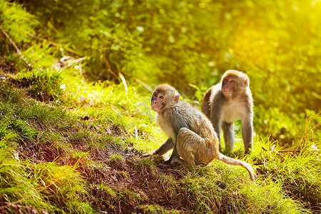 森林里的恒河猴。印度喜马恰尔邦西姆拉。带着镜头照明弹。森林里的恒河猴
