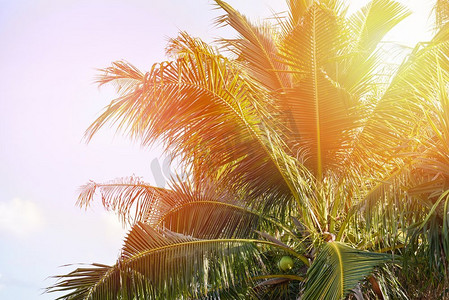 蓝天阳光背景的热带花园里的椰子棕榈树和椰果