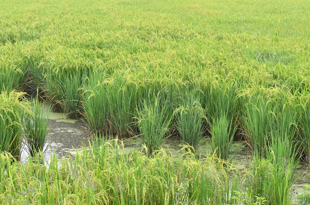 农村经济摄影照片_水稻植物