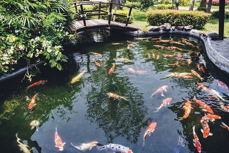 多彩花式锦鲤水面/美丽鲤鱼游池花园享受饲料食物漂浮