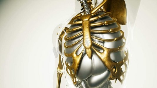 脏器摄影照片_人体肺脏的医学模型包括所有的器官和骨骼。全身脏器和骨骼的人肺模型