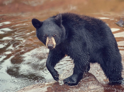 小黑熊在池塘里