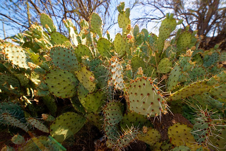 亚利桑那州萨瓜罗国家公园里的花椒仙人掌