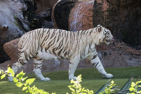 游猎摄影照片_热带动物园里的白大虎