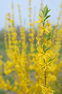盛开的黄花灌木在春天的时候。盛开的黄花灌木