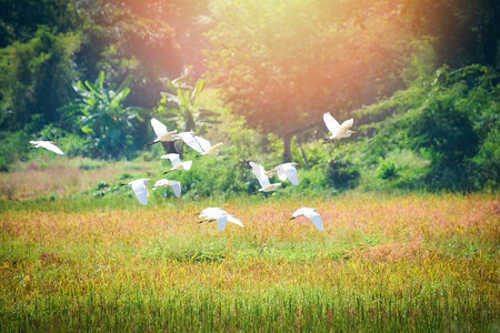 组白鹭鸟白鹭飞行在绿色稻田/Ardea alba