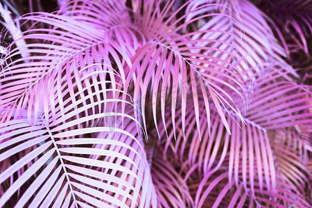 梦幻，自然和背景概念-超现实的粉色棕榈树叶子，红外效果。