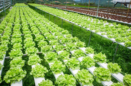 温室农业摄影照片_绿橡生菜沙拉蔬菜水培农业系统植物在水无土壤农业有机健康食品