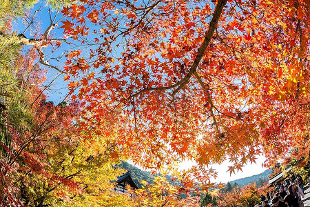 黄色、橙色和红色的秋叶在美丽的秋天公园里。