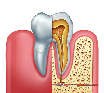 人类牙齿解剖学牙科医学的概念是以磨牙的横截面和神经和根管的符号作为3D插图。