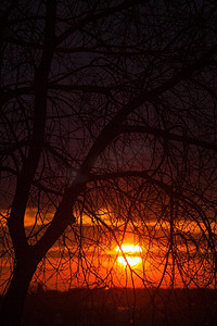 树枝和美丽的红色日落在背景。树枝和红色的日落