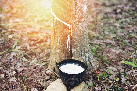 从亚洲橡胶树种植园农业中提取的天然胶乳